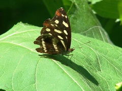 Catonephele mexicana