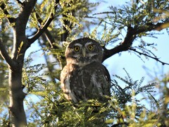 Glaucidium