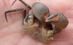 Amarinus laevis
