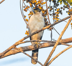 Accipiter bicolor