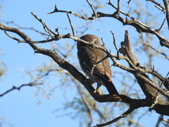 Glaucidium