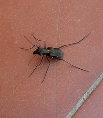 Odontocheila