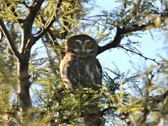 Glaucidium