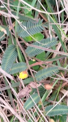 Chamaecrista garambiensis