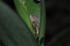 Evergestis isatidalis