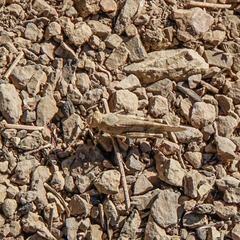 Trimerotropis occidentalis