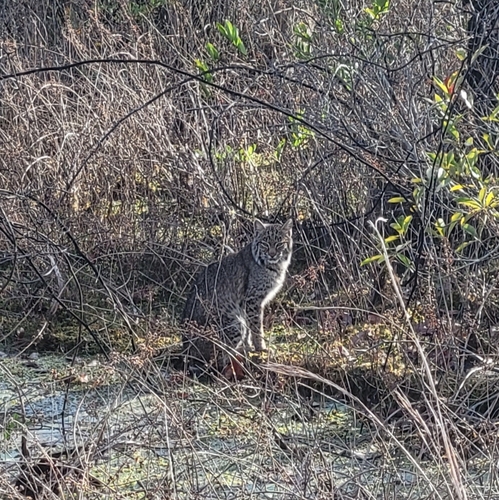 Bobcat photographed in Georgia