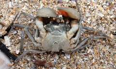 Amarinus laevis
