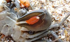 Amarinus laevis