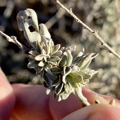 Ophiomyia atriplicis
