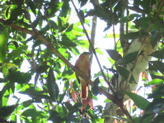 Pachyramphus cinnamomeus