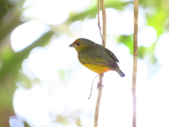 Euphonia fulvicrissa