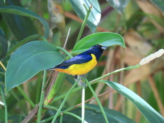 Euphonia fulvicrissa