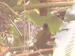 Saltator atriceps