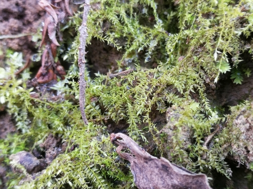 borovec odstávajúci (Oxyrrhynchium hians)