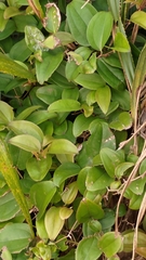 Smilax bracteata