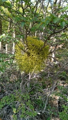 Misodendrum punctulatum