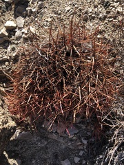 Eriogonum inflatum