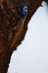 Acanthocercus atricollis