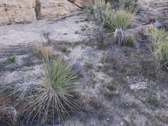 Yucca utahensis