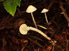 Cystolepiota