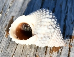 Cenchritis muricatus