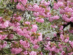 Prunus serrulata