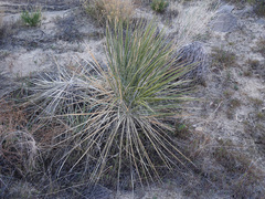 Yucca utahensis