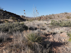 Yucca utahensis