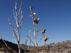 Yucca utahensis