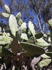 Opuntia cochenillifera