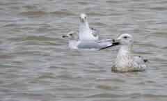 Larus glaucoides
