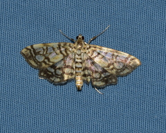 Lygropia rivulalis
