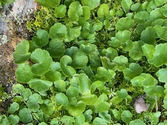 Hydrocotyle americana