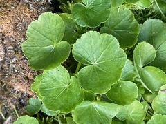 Hydrocotyle americana