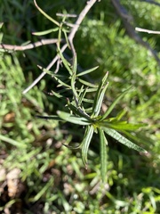 Trichostema lanatum