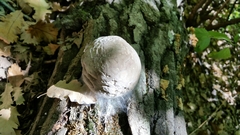 Fungi