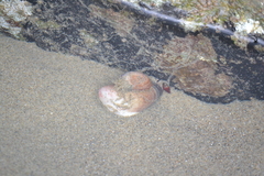 Crepidula onyx