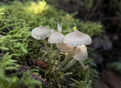 Mycena laevigata