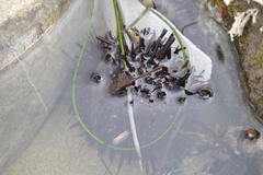 Mesocentrotus franciscanus