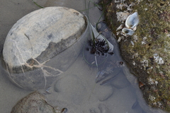 Mesocentrotus franciscanus