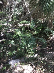 Acrostichum danaeifolium