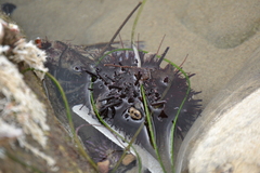 Mesocentrotus franciscanus