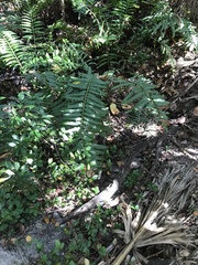 Acrostichum danaeifolium