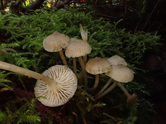 Mycena laevigata