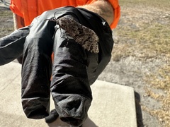 Prionoxystus robiniae