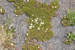 Gaultheria caespitosa