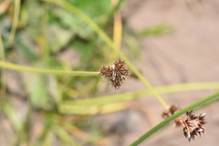 Carex macloviana