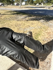 Prionoxystus robiniae