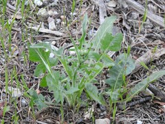 Crepis vesicaria